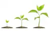 C'est l'image d'une plante qui croît et qui représente la confiance et l'estime de soi qui grandit en passant par diverses étapes comme une plante le ferait.